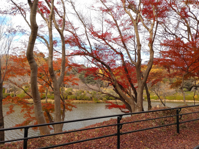 三ツ池公園（紅葉編）